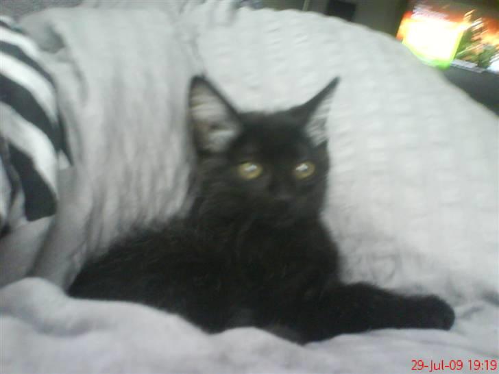 Huskat Luci billede 8