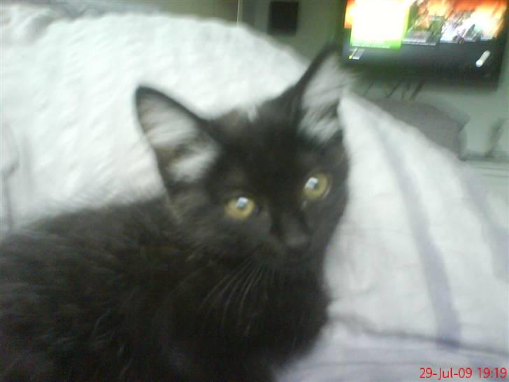 Huskat Luci billede 9