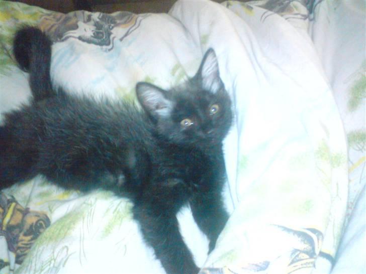 Huskat Luci billede 10