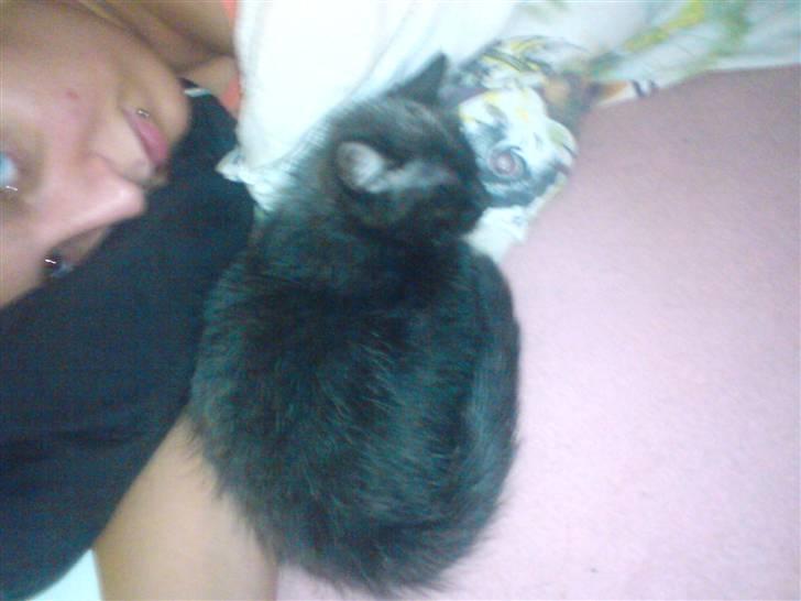 Huskat Luci billede 11