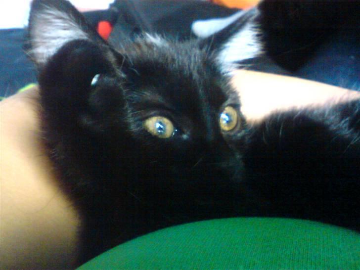 Huskat Luci billede 13