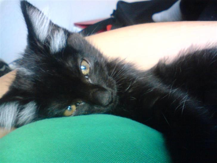 Huskat Luci billede 14