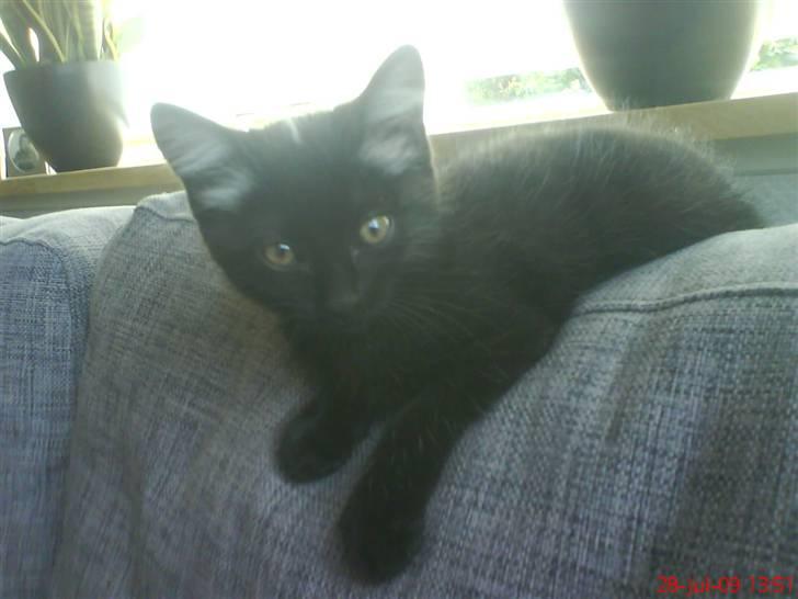 Huskat Luci billede 15