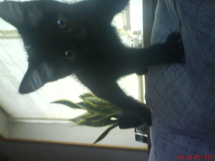 Huskat Luci billede 16