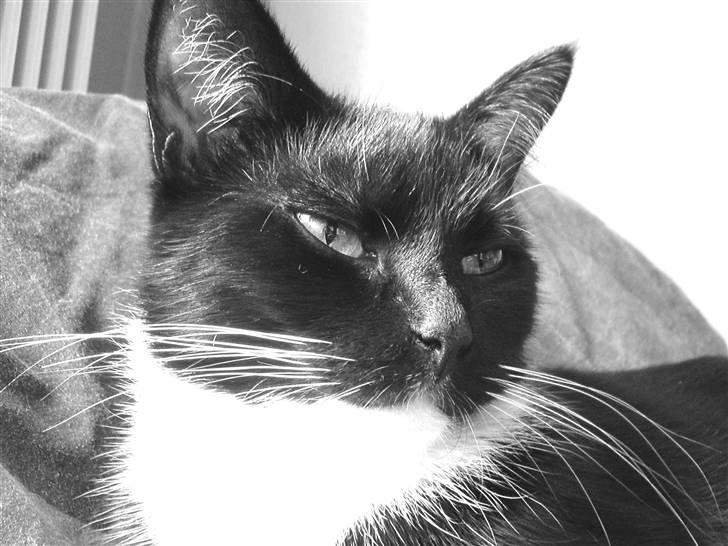 Huskat Mania <3  - My lovely cat. billede 2