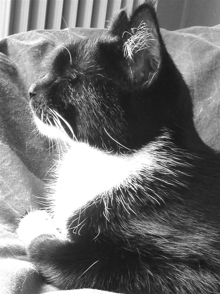 Huskat Mania <3  - Minskat. <3 billede 3