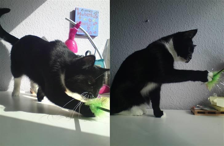 Huskat Mania <3  - Leg :-D billede 4