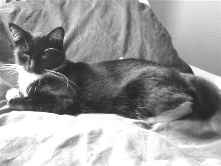 Huskat Mania <3  - Min søde Mania.  billede 5