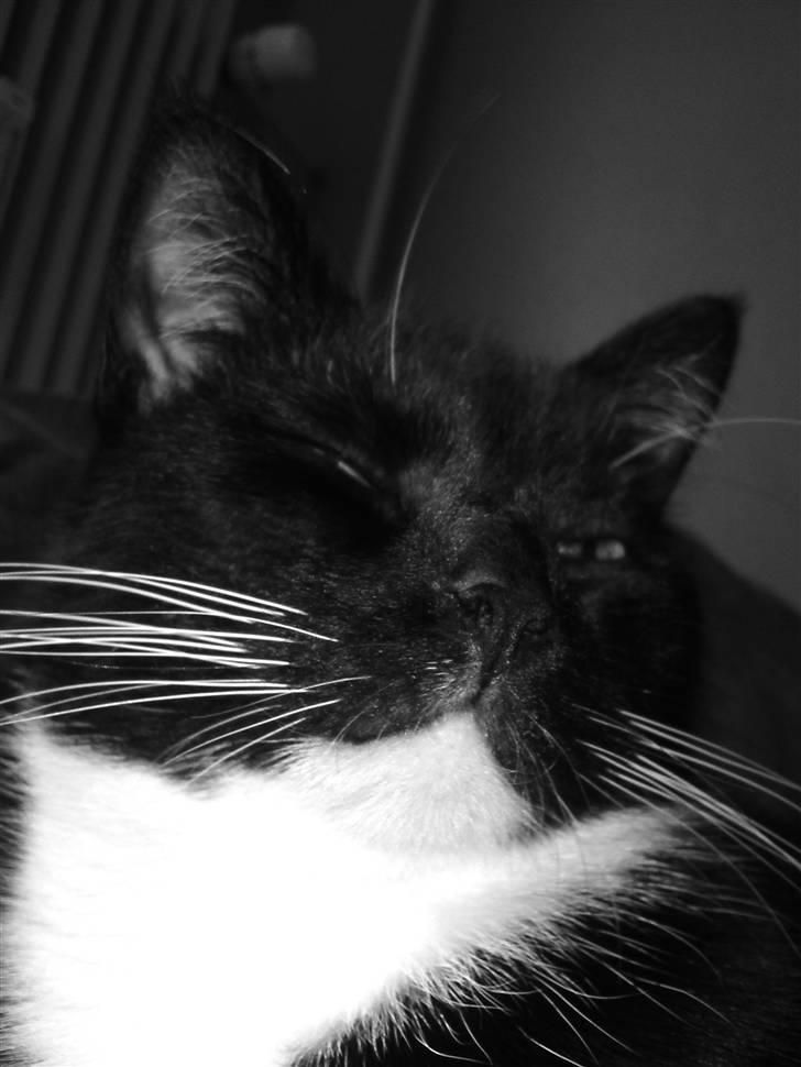 Huskat Mania <3  - Hygge ?? billede 6