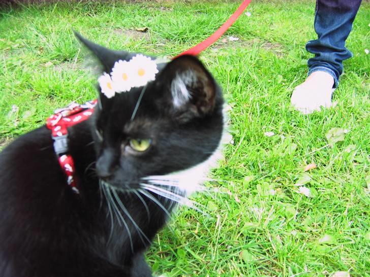 Huskat Mania <3  - Mania udenfor. Men lidt pynte blomster..  billede 11