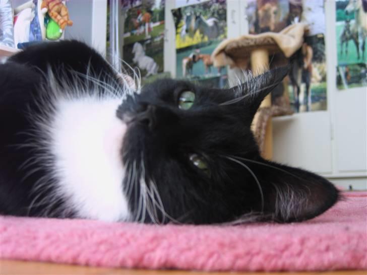 Huskat Mania <3  - Relax.... :P billede 14