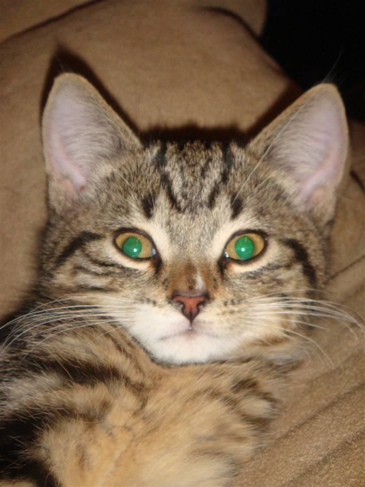 Huskat BAGHEERA - BAGHEERA 3 MDR. billede 2