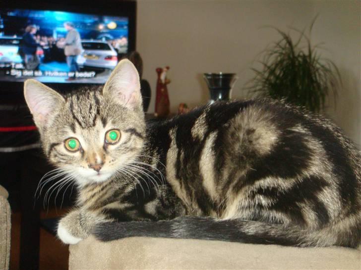 Huskat BAGHEERA - BAGHEERA 3 MDR. billede 3