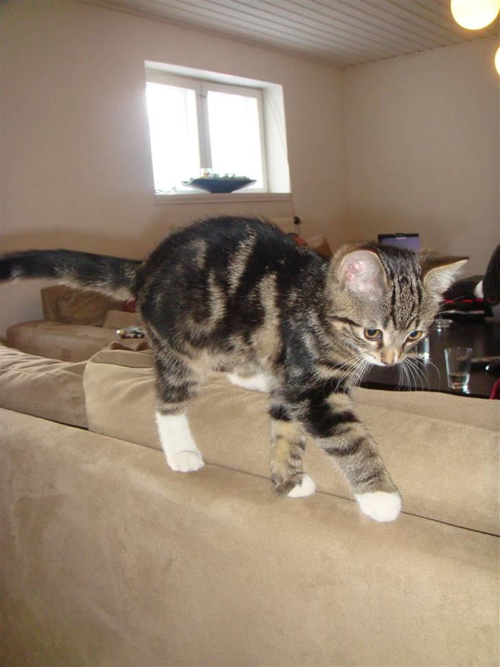 Huskat BAGHEERA - BAGHEERA 3 MDR. billede 5