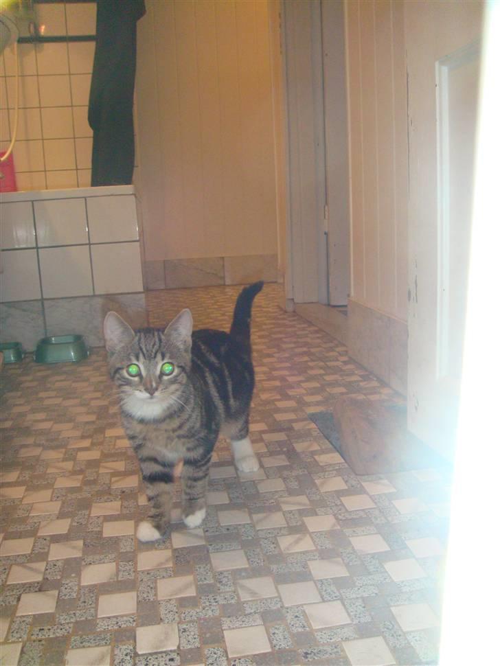 Huskat BAGHEERA - BAGHEERA 3 MDR.  billede 6