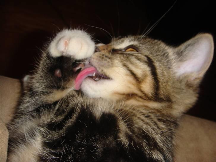 Huskat BAGHEERA - BAGHEERA 3 MDR.  billede 7