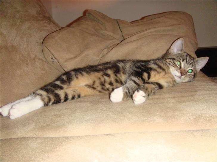 Huskat BAGHEERA - BAGHEERA 3 MDR.  billede 8