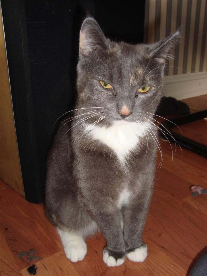 Reersø Pixie billede 1