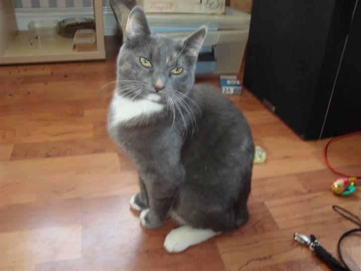 Reersø Pixie billede 2