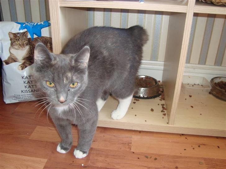 Reersø Pixie billede 3