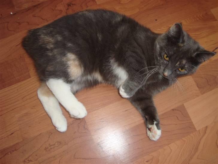 Reersø Pixie billede 4