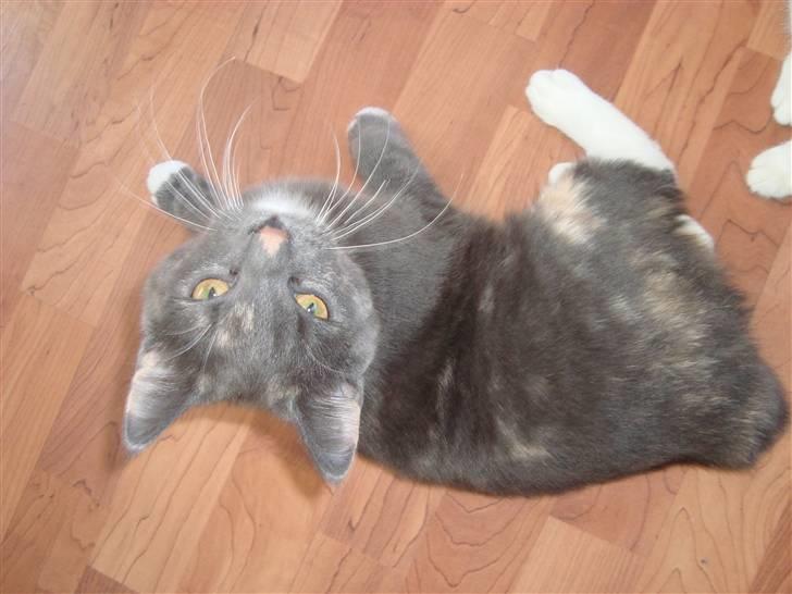 Reersø Pixie billede 5