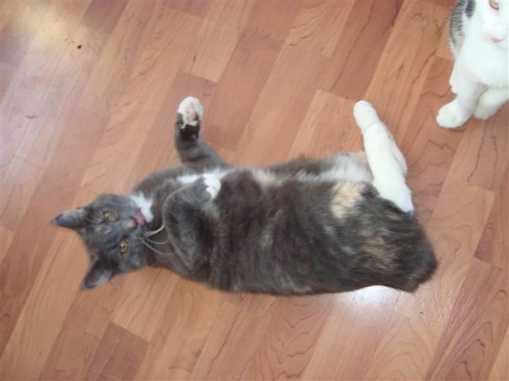 Reersø Pixie billede 6