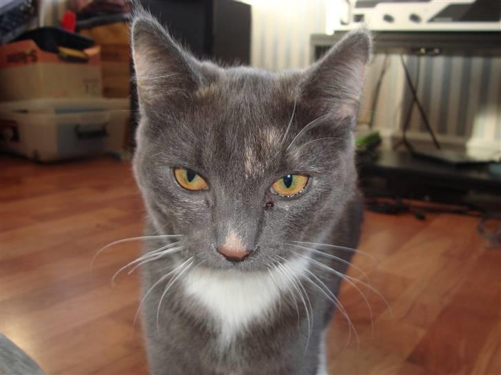 Reersø Pixie billede 7