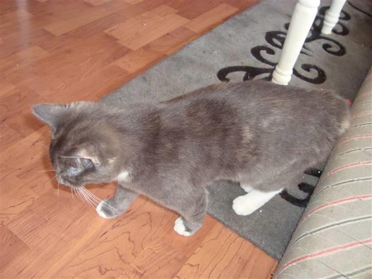 Reersø Pixie billede 8