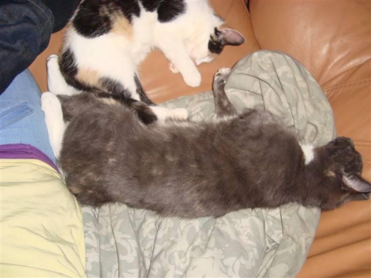 Reersø Pixie billede 9