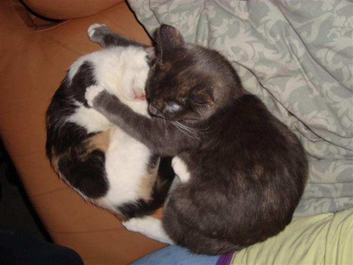 Reersø Pixie billede 10