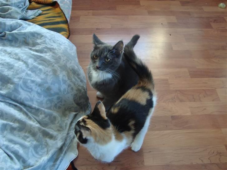 Reersø Pixie billede 11