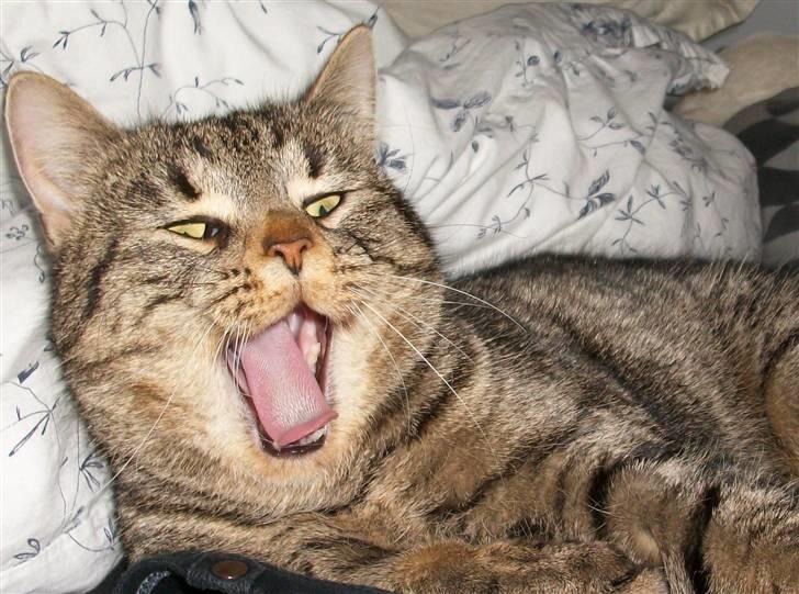 Blanding af racer Civic billede 9