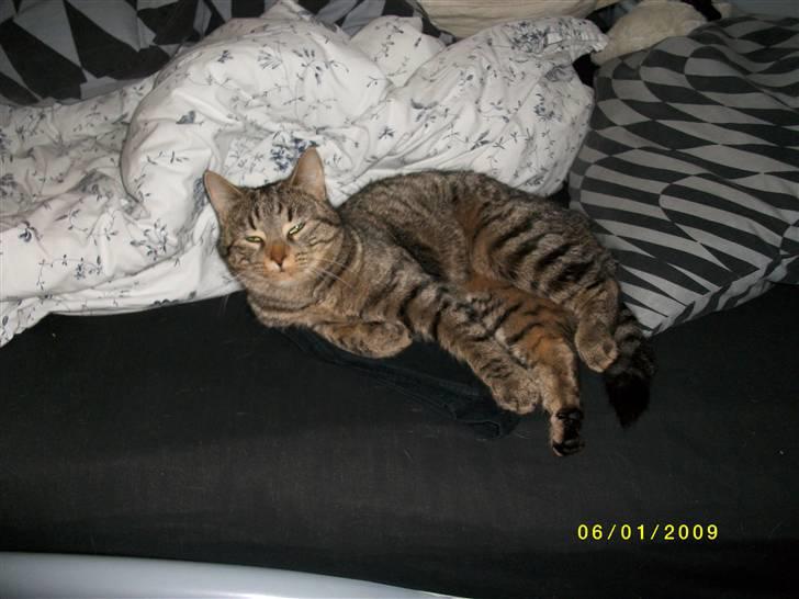 Blanding af racer Civic billede 10