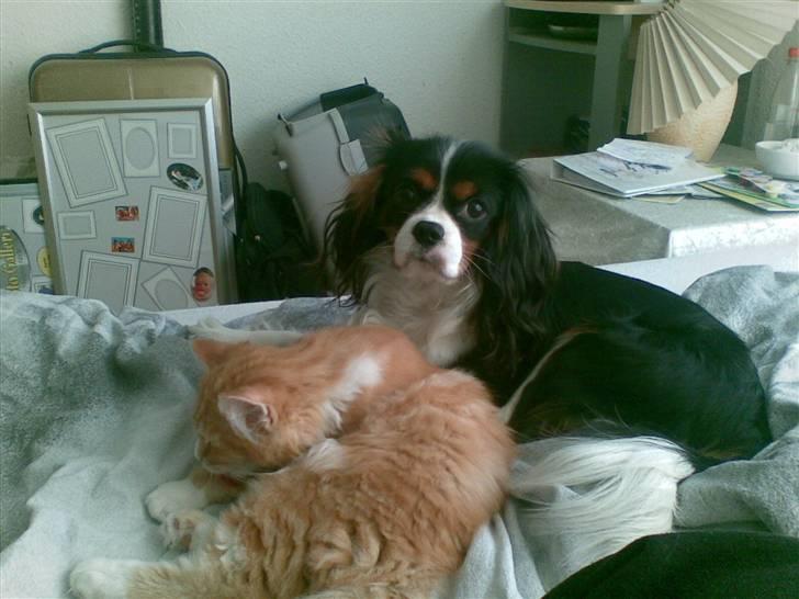 Maine Coon Purp billede 7