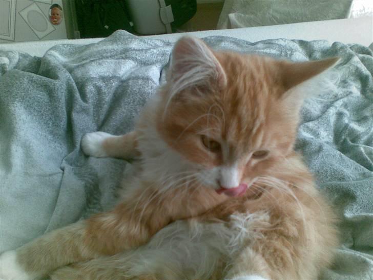 Maine Coon Purp billede 9