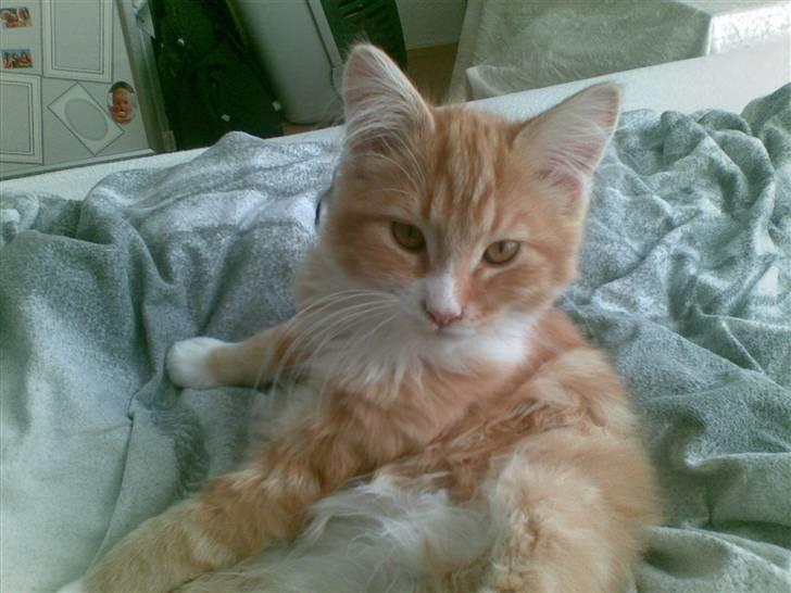 Maine Coon Purp billede 10