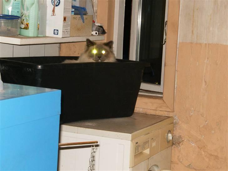 Hellig Birma sir zilas billede 6