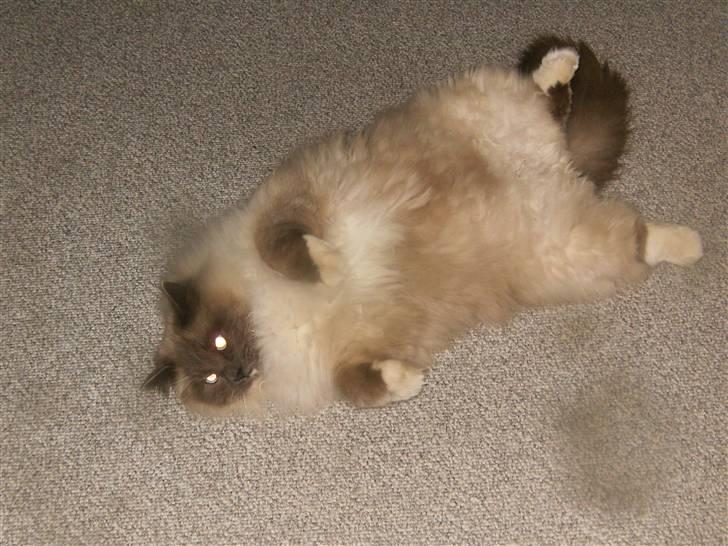 Hellig Birma sir zilas billede 7