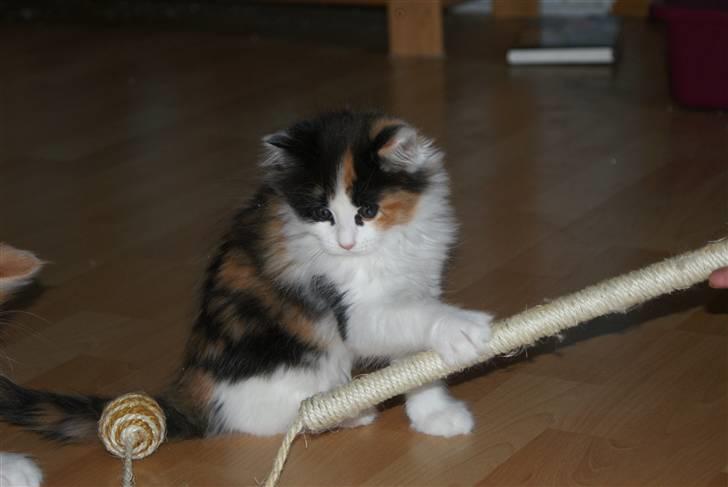 Maine Coon Lady billede 1