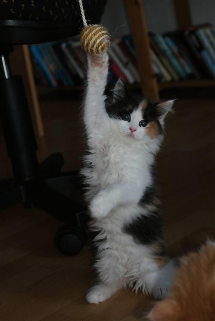 Maine Coon Lady billede 2