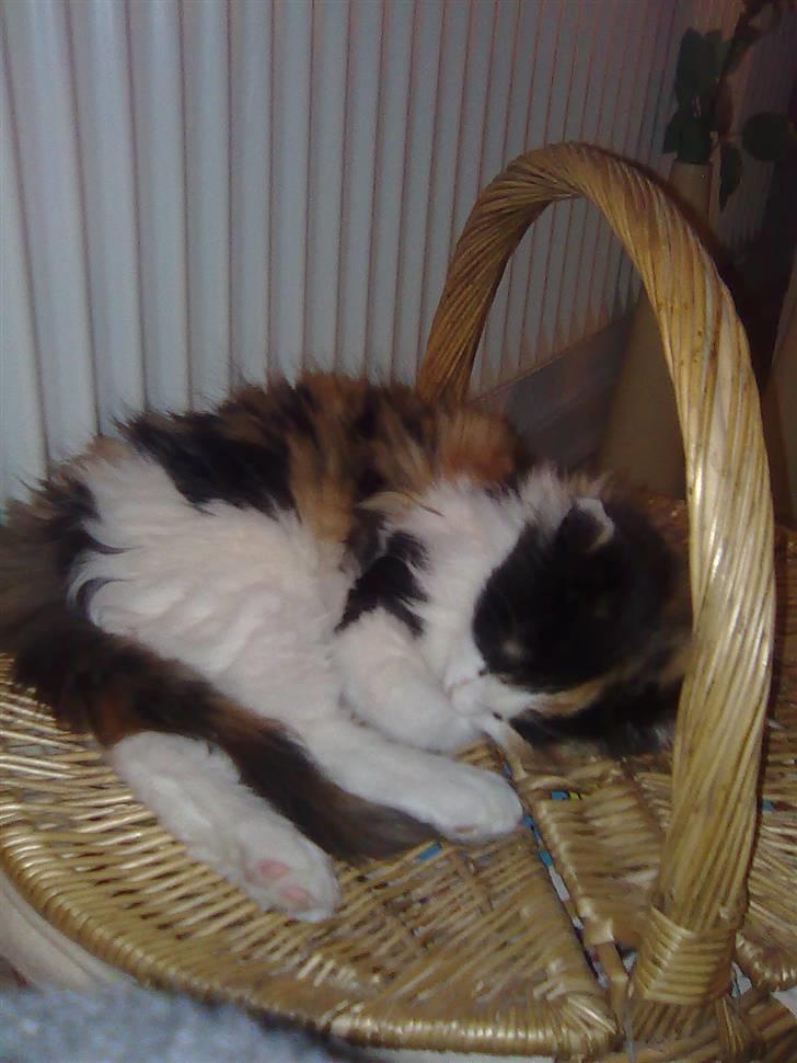 Maine Coon Lady billede 3