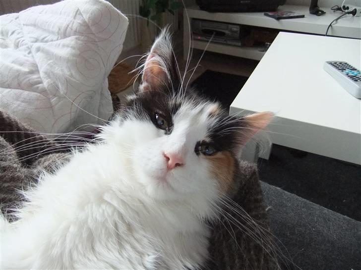 Maine Coon Lady billede 4