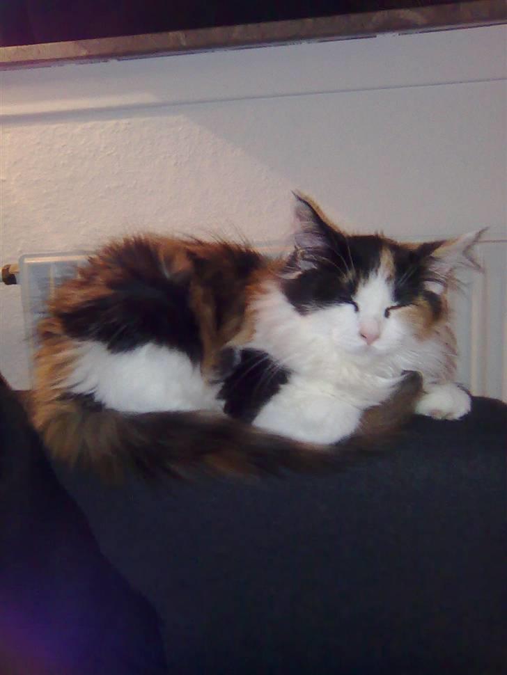 Maine Coon Lady billede 5