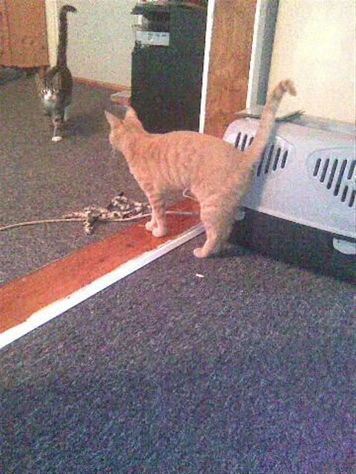 Huskat Dina billede 10