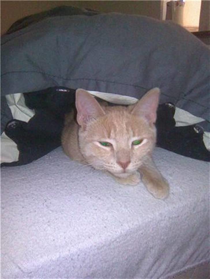 Huskat Dina billede 12