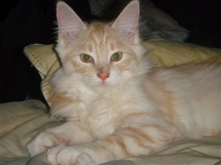 Maine Coon Simba - Simba baby <3 billede 1