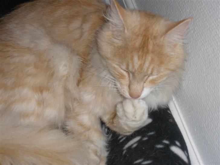 Maine Coon Simba billede 2