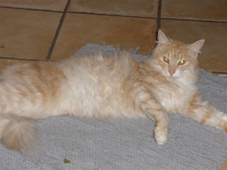 Maine Coon Simba billede 3