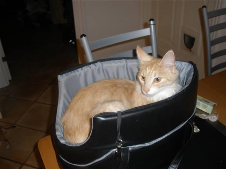 Maine Coon Simba billede 4